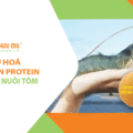 Tối ưu hóa nguồn protein trong nuôi tôm: Xu hướng mới với Đạm Đơn Bào