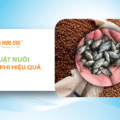 Kỹ thuật nuôi cá rô phi hiệu quả: Lựa chọn giống, quản lý thức ăn và nguồn nước