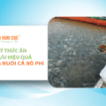 Quản lý thức ăn – Tối ưu hiệu quả trong nuôi cá rô phi