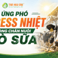 Ứng phó Stress nhiệt trong chăn nuôi bò sữa