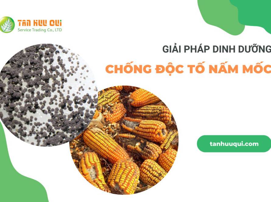 giai-phap-dinh-duong-chong-lai-doc-to-nam-moc-06 (1)