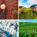 Nông nghiệp Việt Nam tăng trưởng mạnh mẽ 6 tháng đầu năm 2024