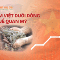 Tôm Việt dưới dòng thuế quan Mỹ