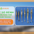 New Một số bệnh trên tôm thẻ chân trắng và cách phòng trị