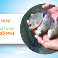 Kỹ thuật nuôi cá rô phi